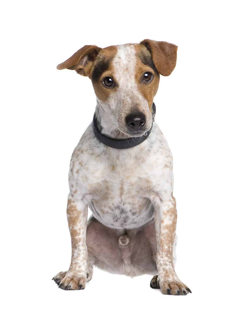 Jackshund isolated