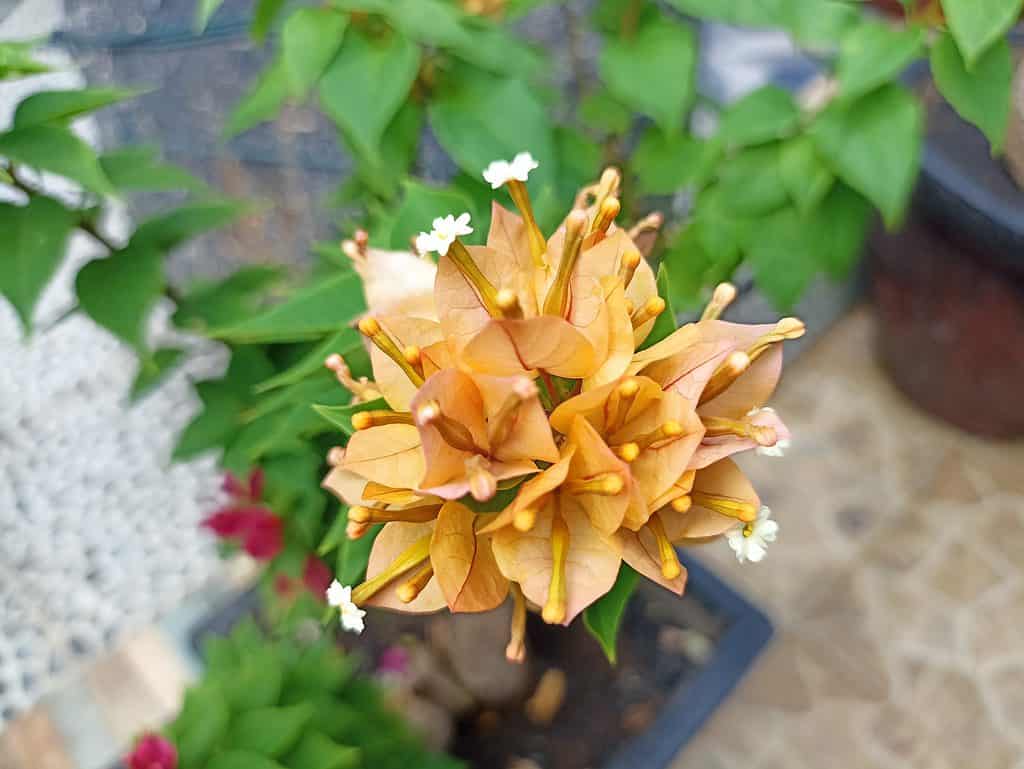 pale gold Bougainvillea flower cluster