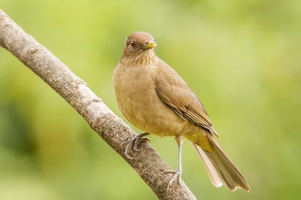 The clay-colored thrush is a similar size to the American robin.