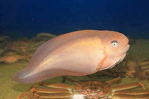 snailfish