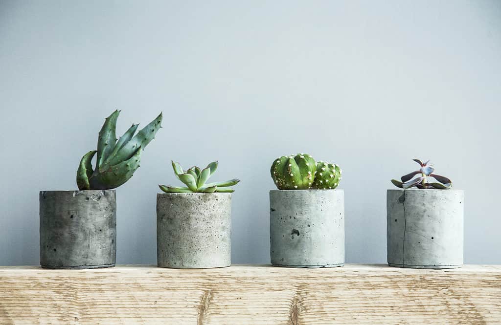 Succulents in DIY concrete pots.