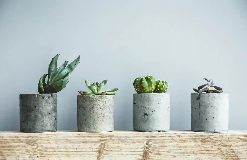 Succulents in DIY concrete pot.