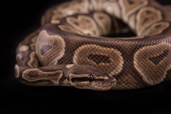 Cinnamon Ball Python Animal Facts - Python regius - A-Z Animals