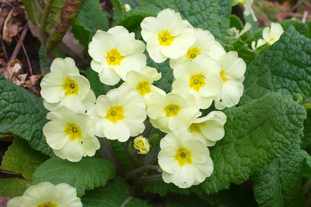 Close-up of pale yellow primrose blooms