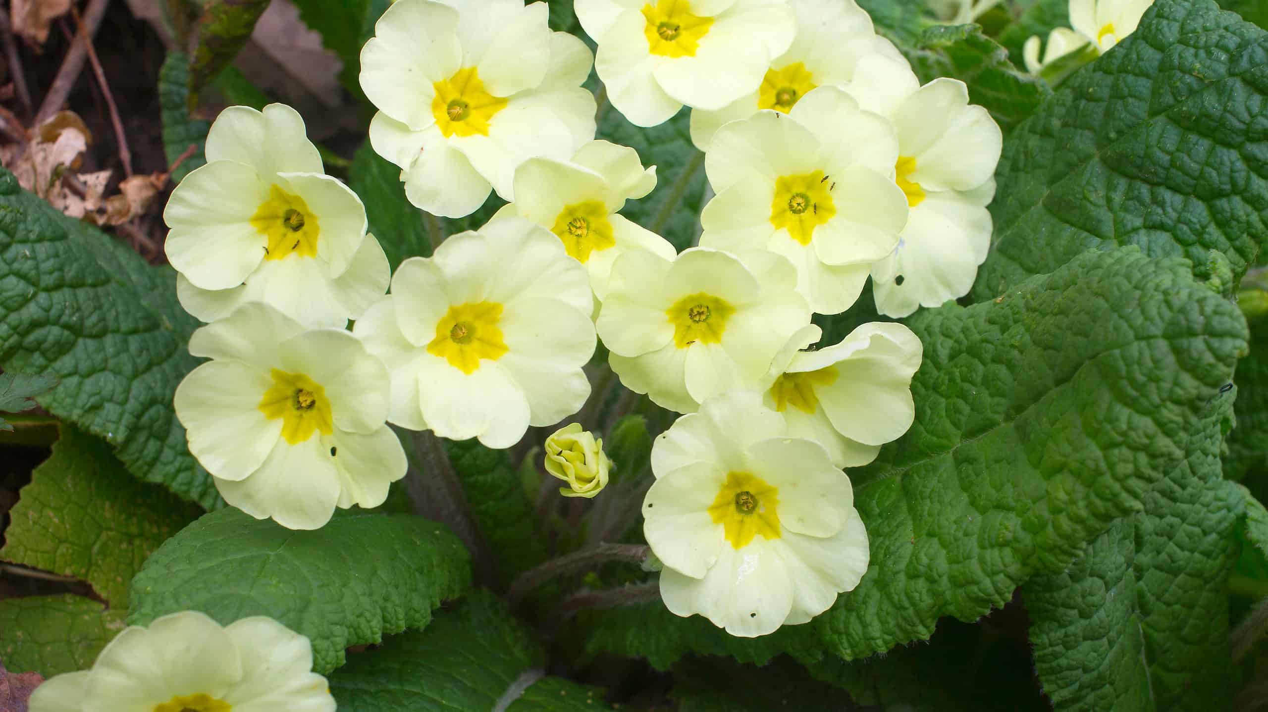 Close-up of pale yellow primrose blooms