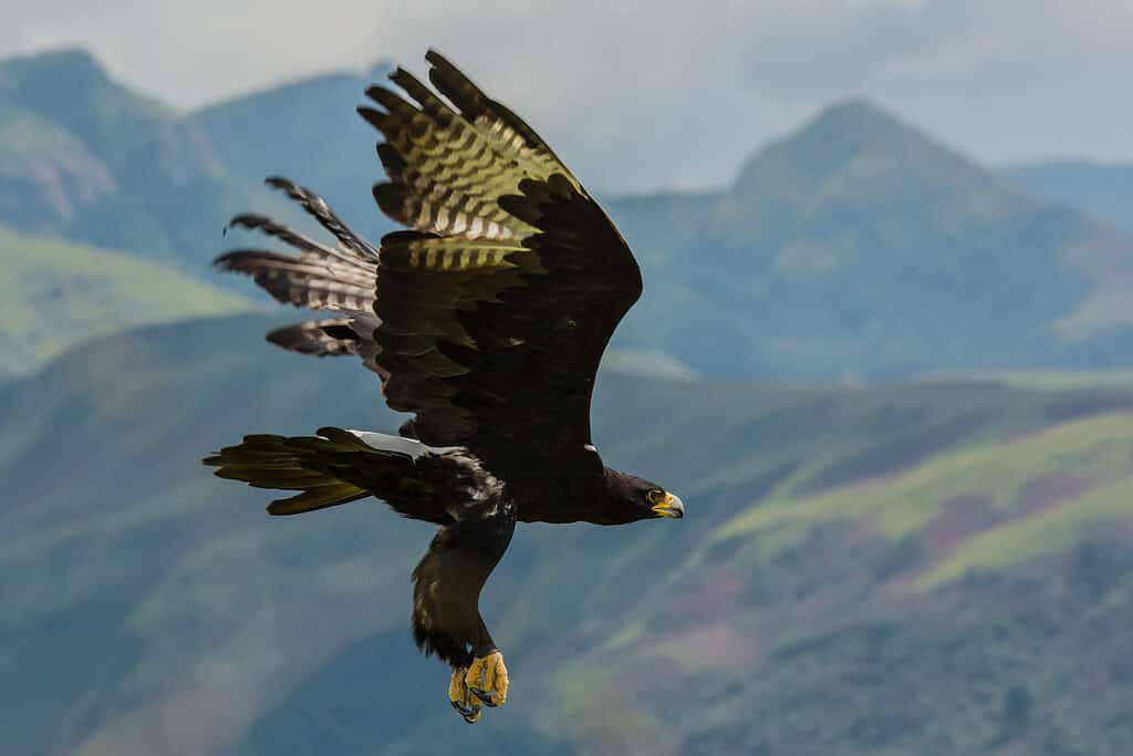 The black eagle soars, showing its yellow beak and talons.