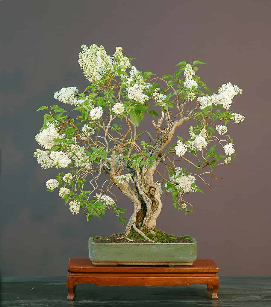 Lilac Bonsai Tree