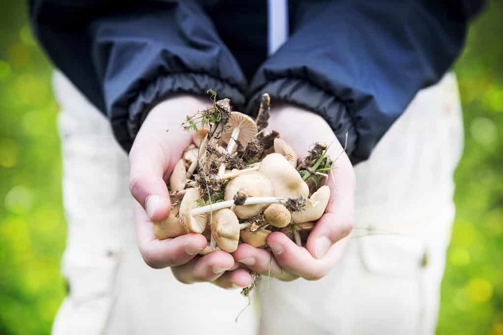 Child holding wild mushrooms in hands