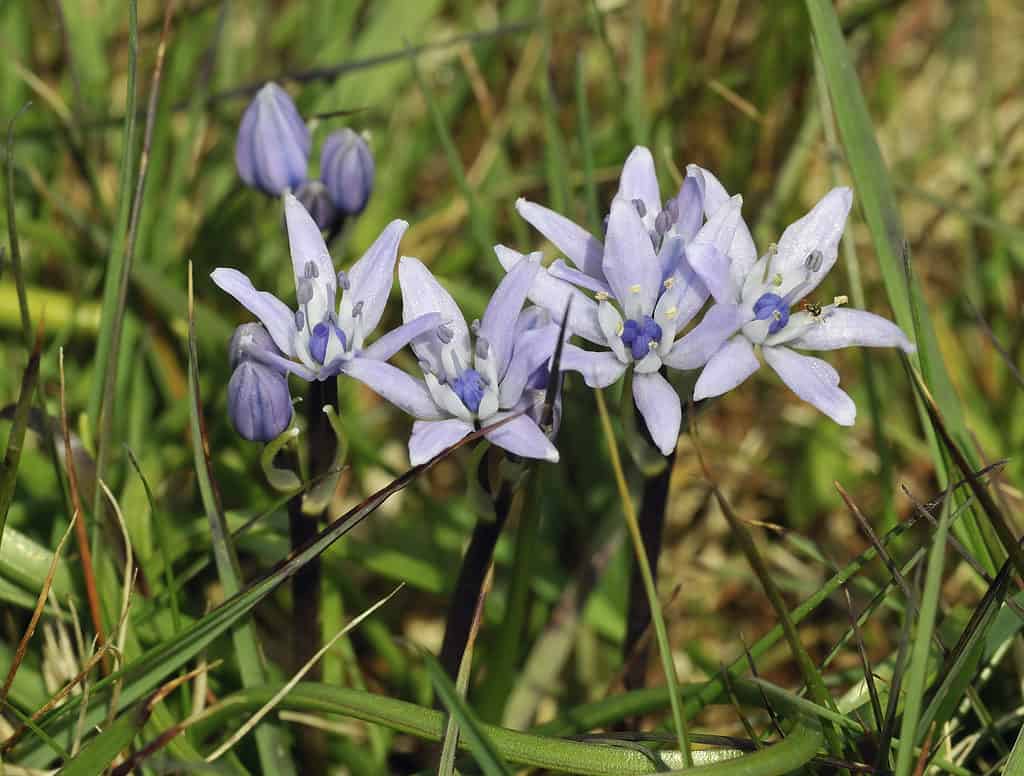 Lilac blooms of the spring squill