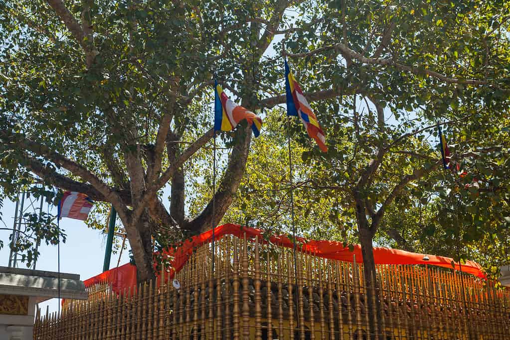 Jaya Sri Maha Bodhi - The Oldest Tree Planted by Humans.