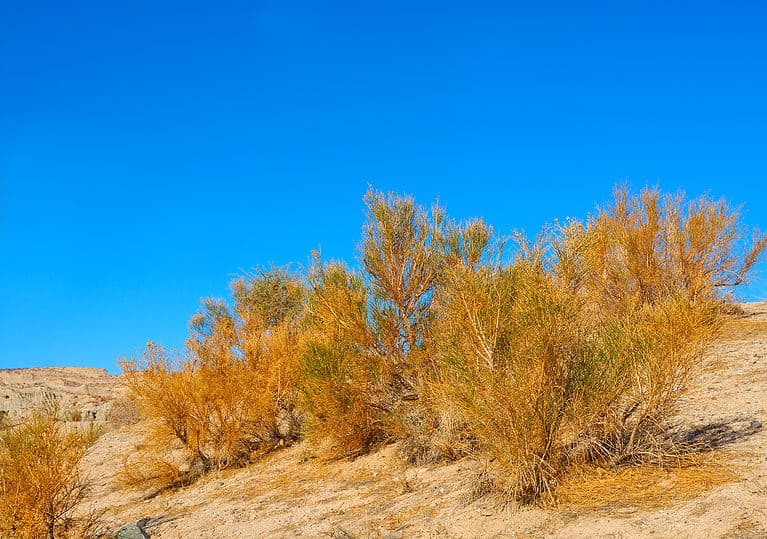 California sagebrush