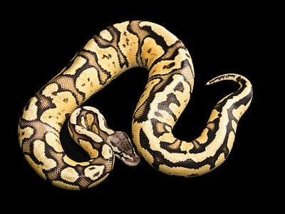A Python regius