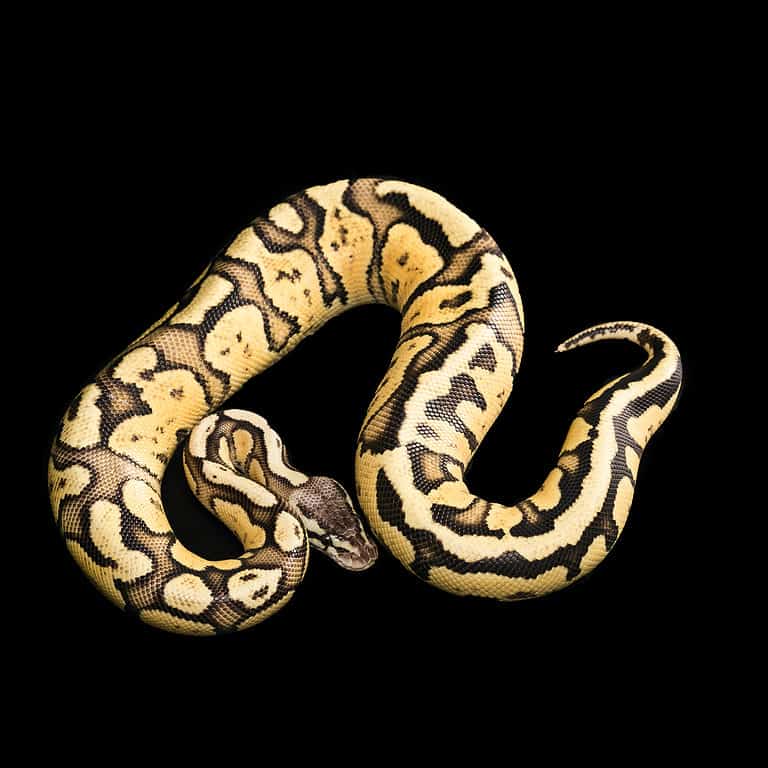 Fireflyball python morph