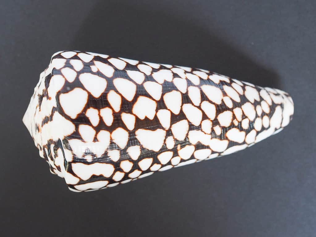 cone snail