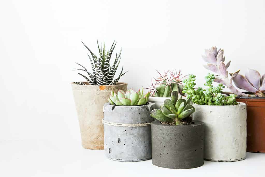 Succulents and cactus in different concrete pots on the white shelf.