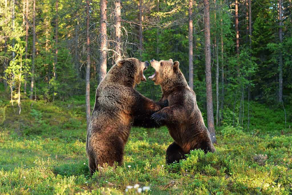 Two brown bears fighting