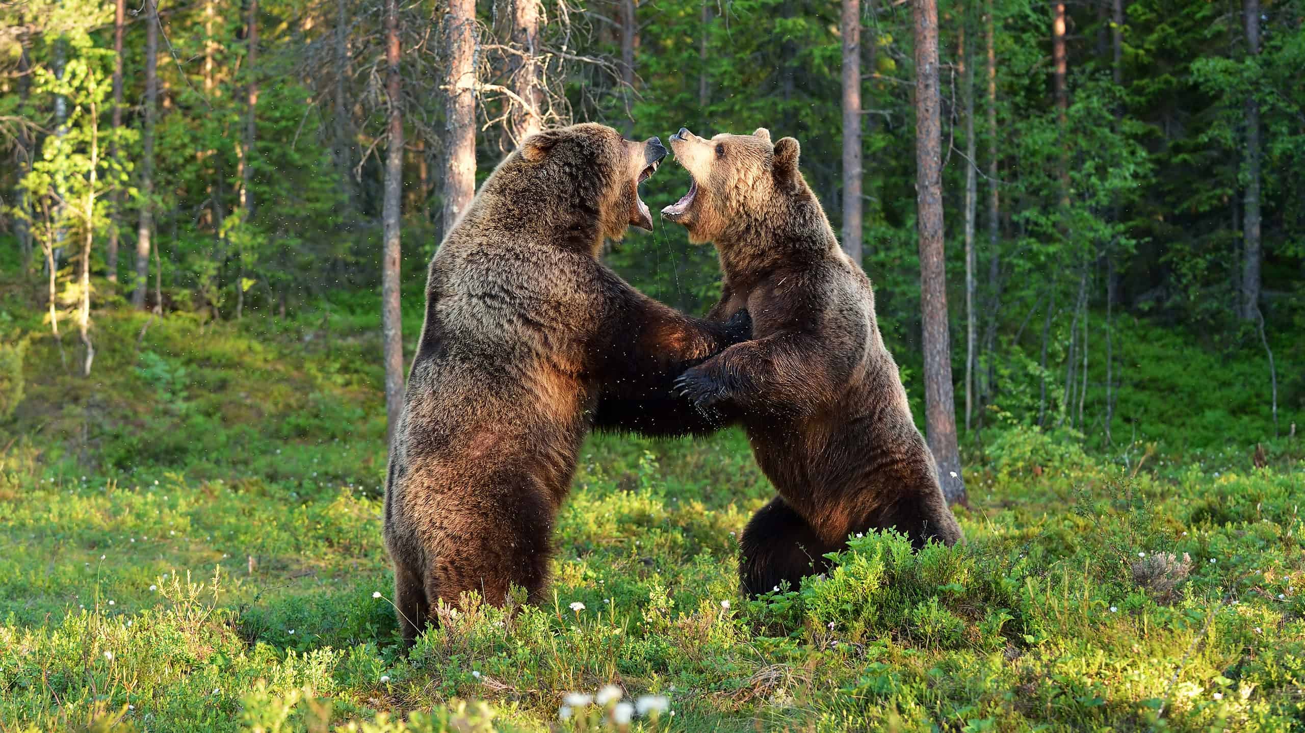 Two brown bears fighting
