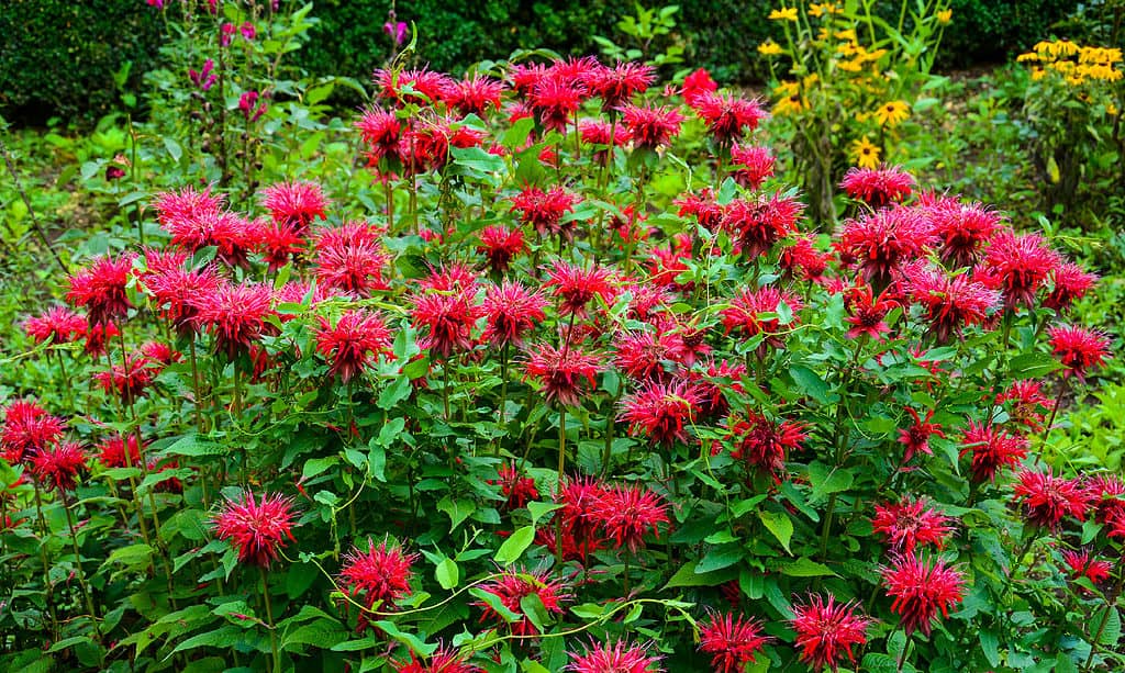 Monarda didyma (Scarlet beebalm)