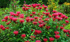 19 Perennial Flowers You Should Plant in September Picture