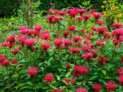 A 19 Perennial Flowers You Should Plant in September
