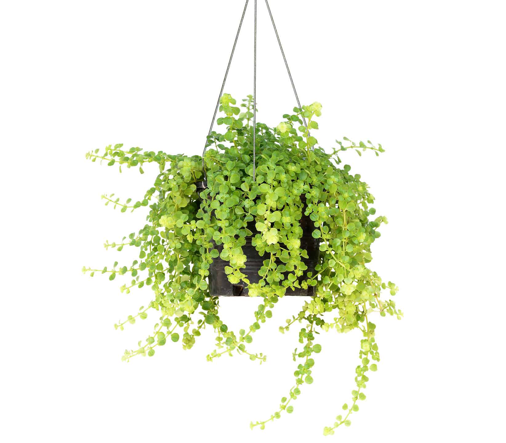 Hanging A Chinese Money Plant: Tips And Ideas - A-Z Animals