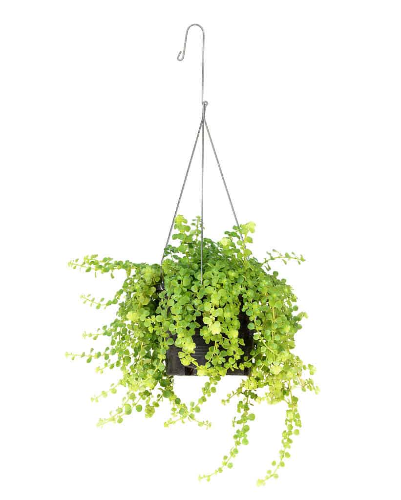 Center frame against white isolate: A green to yellow leggy plant with small round leaves is visible in a hanging pot that is black plastic. The hanger consists of a three pronged wire hanger that is gray/silver.