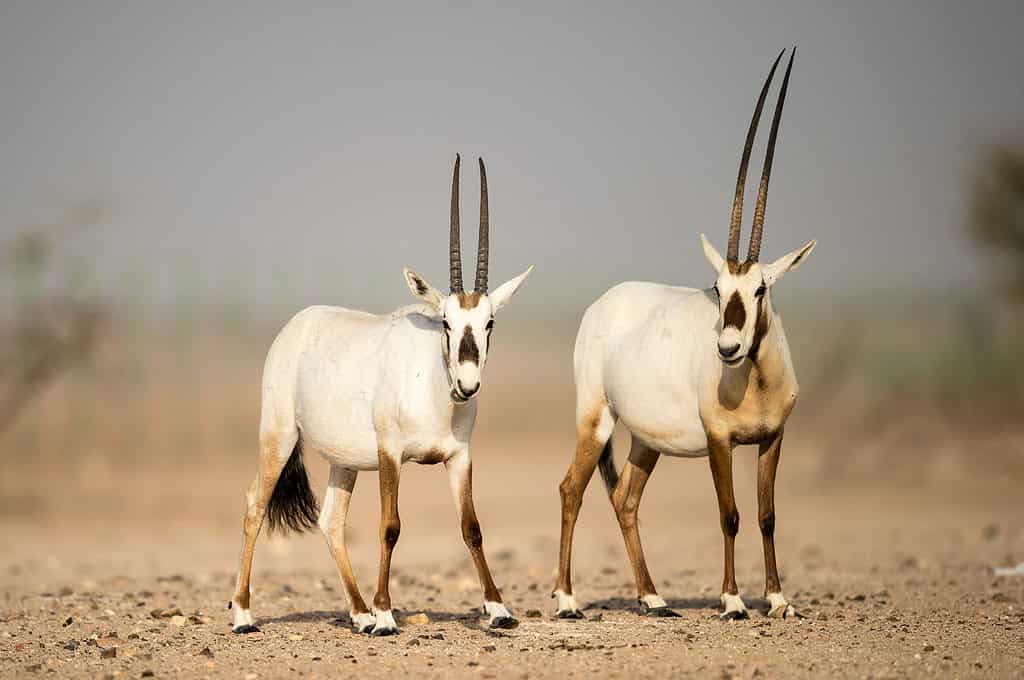 Discover the Arabian Oryx: The National Animal of World Cup Host Qatar - AZ  Animals