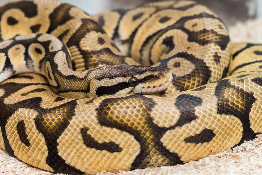 Firefly ball python