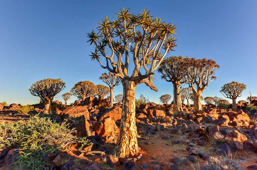 Giant quiver tree forest in Namibia at dawn