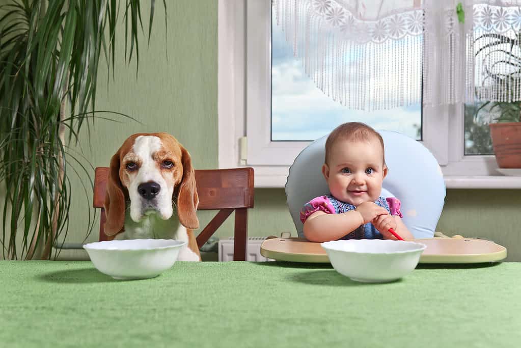 Baby and dog waiting for dinner