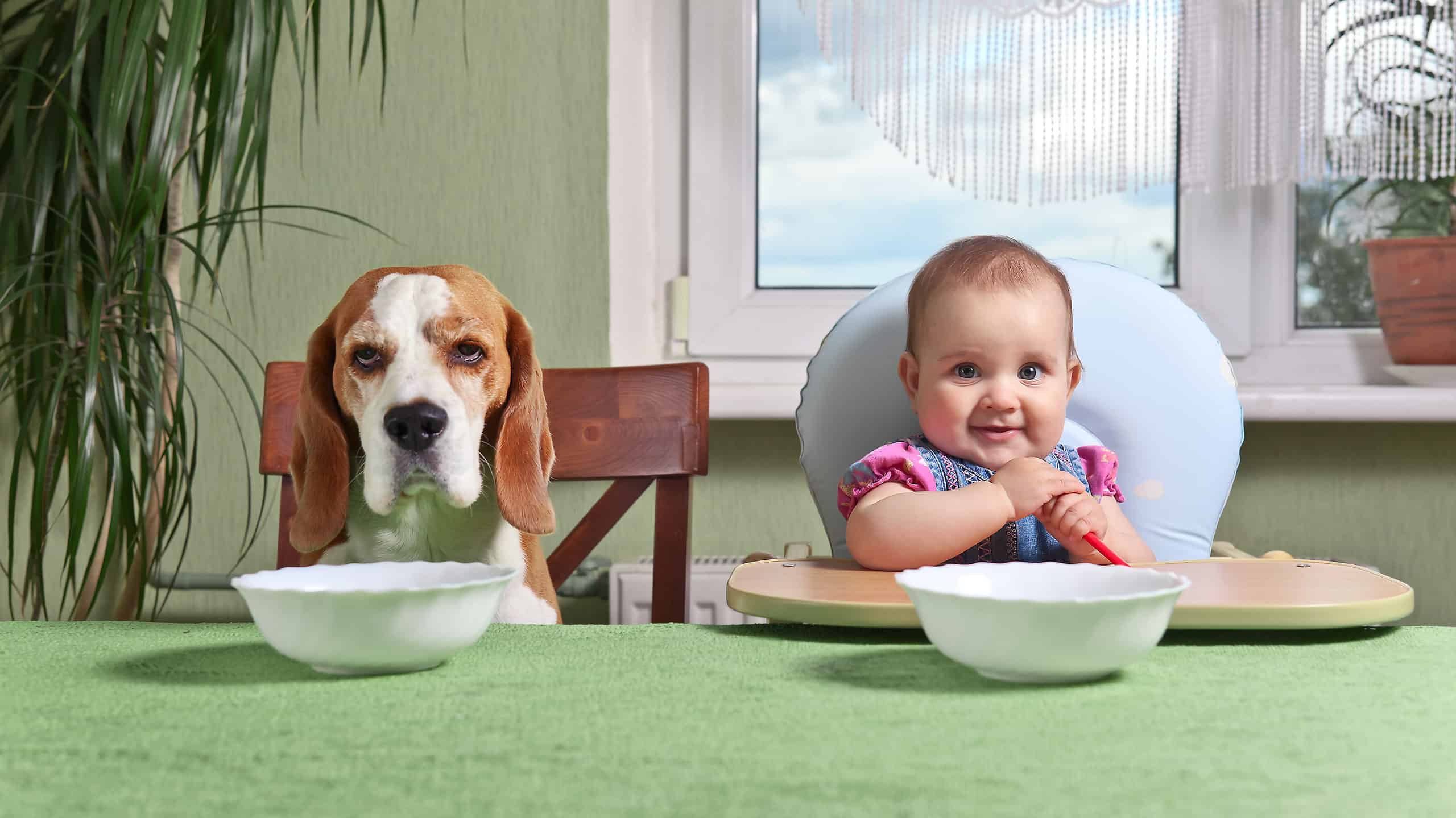 a dog sitting next to a baby at a dinning table