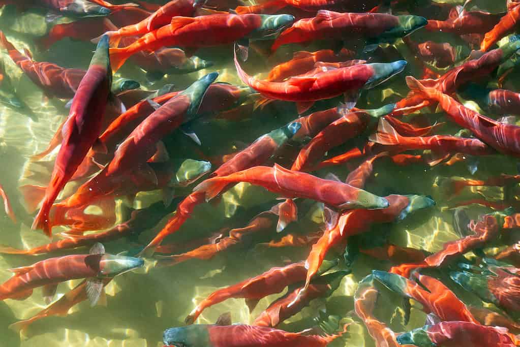 Kokanee salmon (Oncorhynchus nerka) spawning