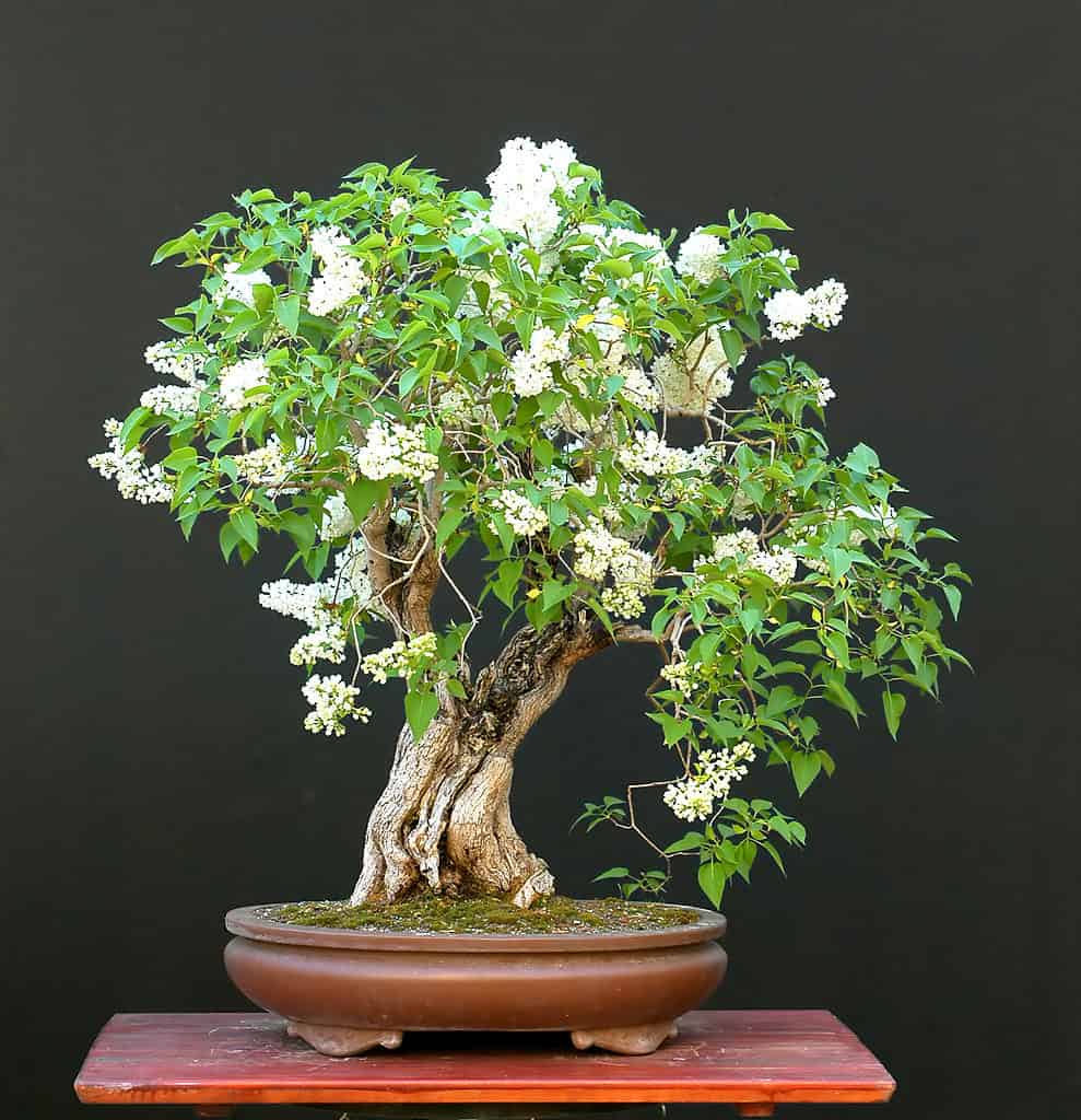 The 16 Best Flowering Bonsai Trees: Fragrant and Beautiful! - A-Z Animals