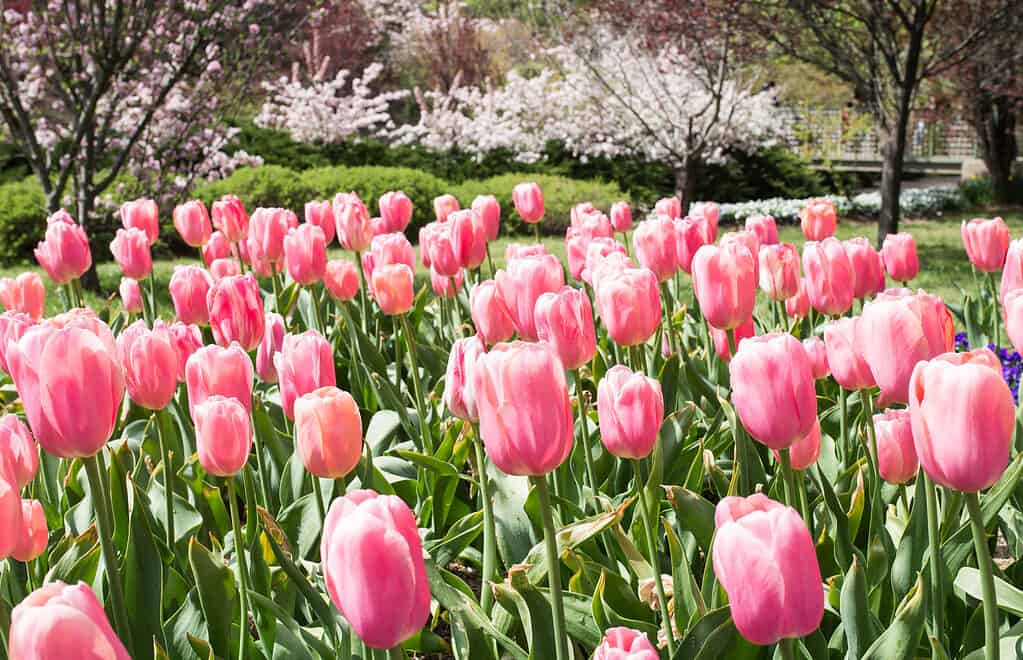 Pink Menton tulips blooming in a garden