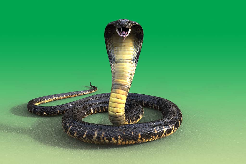 Head on view of king cobra against a green background