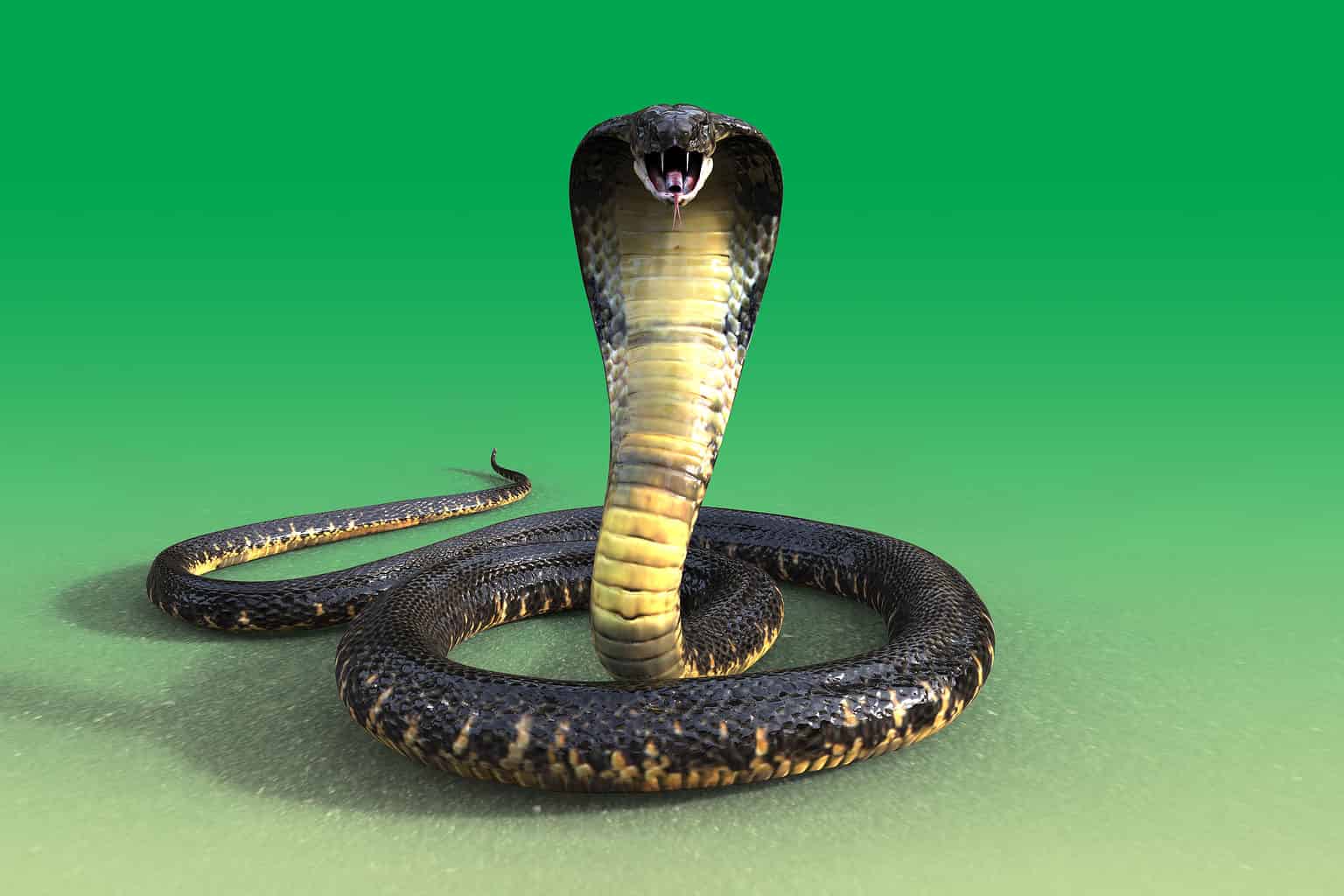 King Cobra