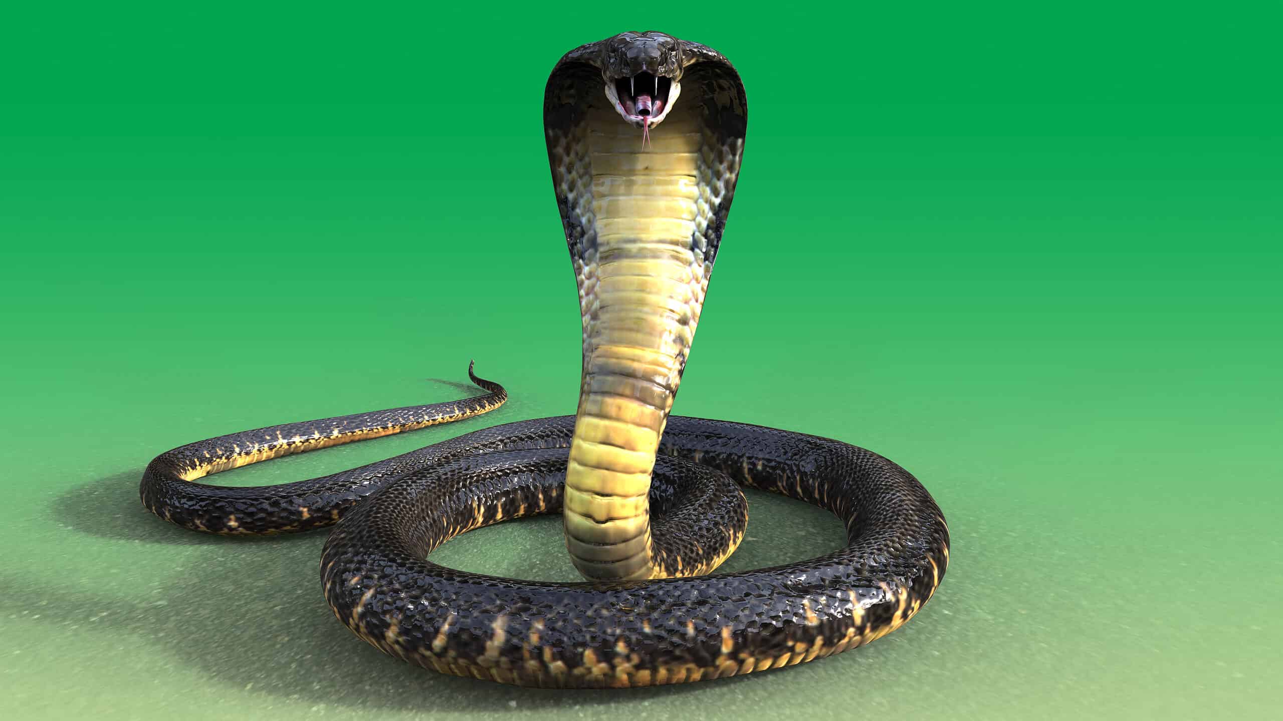 Head on view of king cobra against a green background