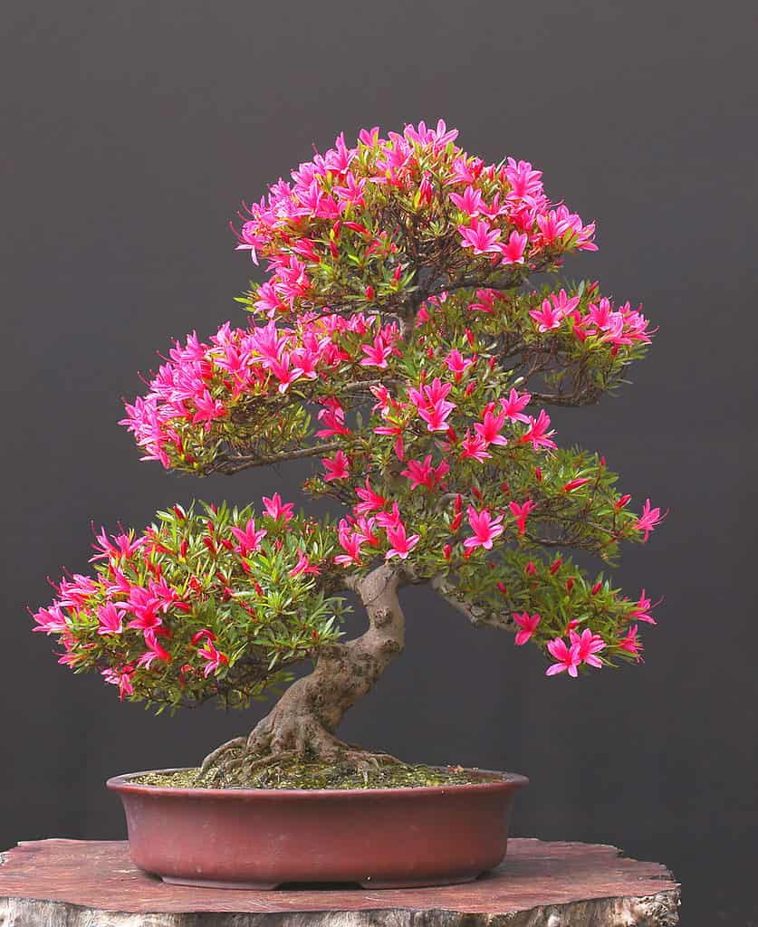 Azalea bonsai with vivid reddish pink blooms