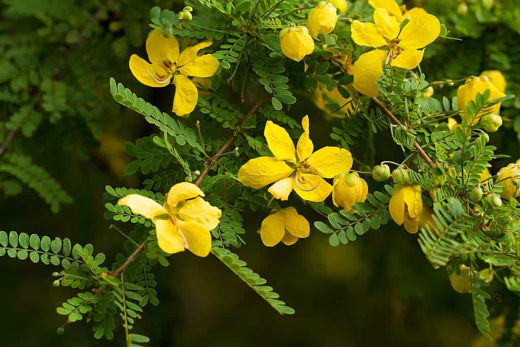 The desert cassia thrives in the driest areas of Puerto Rico.