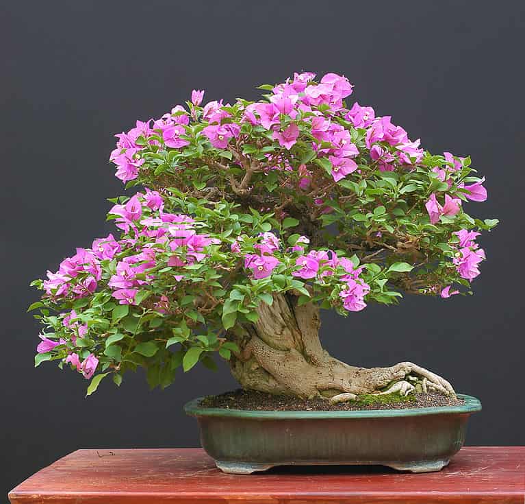 Bougainvillea bonsai in full bloom