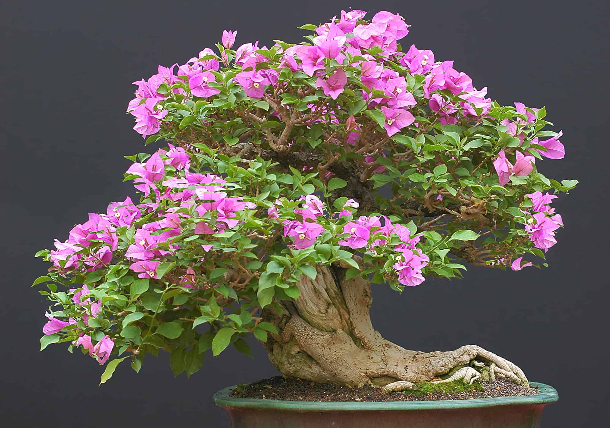 Bougainvillea bonsai in full bloom