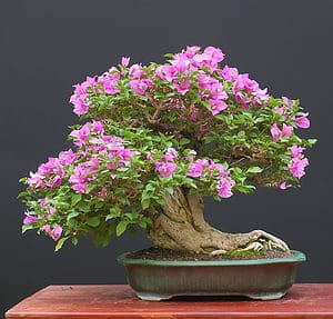 The 16 Best Flowering Bonsai Trees: Fragrant and Beautiful! - A-Z Animals