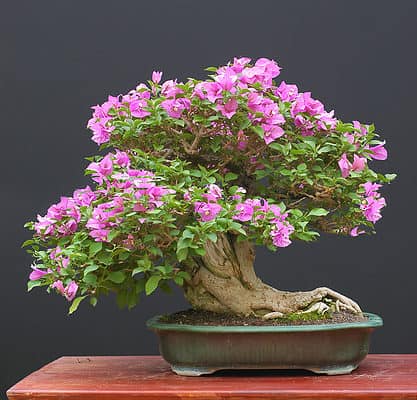 The 16 Best Flowering Bonsai Trees: Fragrant and Beautiful! - A-Z Animals