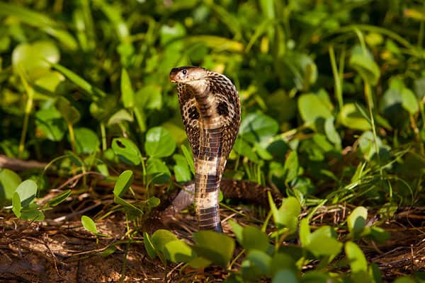 Indian Cobra in plants