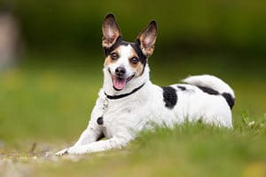 Danish Swedish farmdog