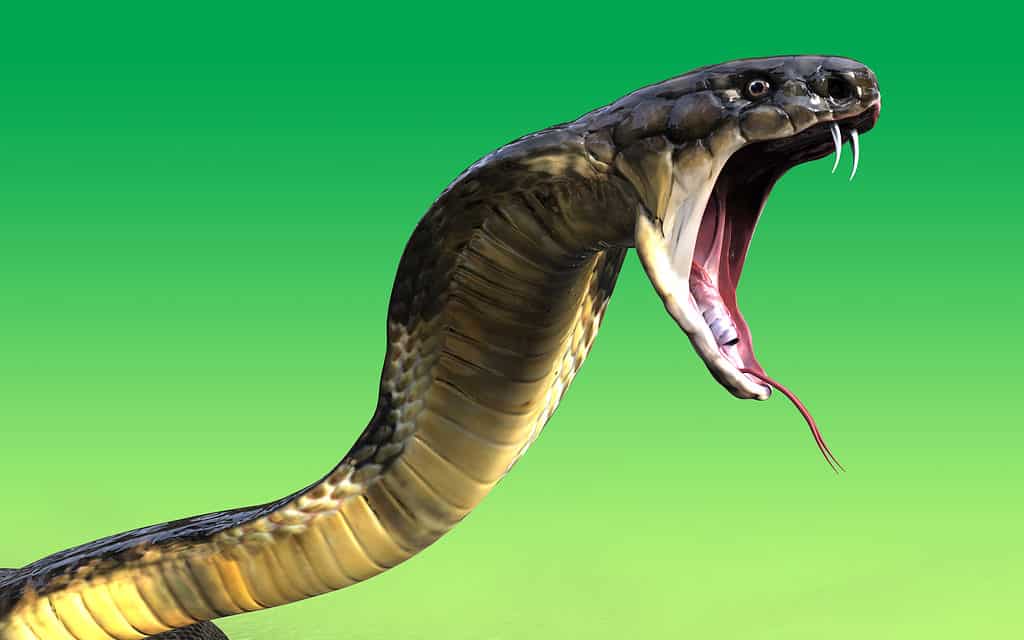 Side view of king cobra with its mouth gaping open