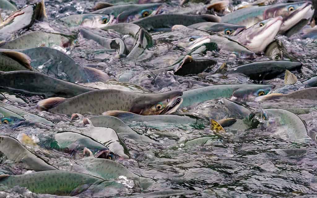 Pink salmon get their name from their scales