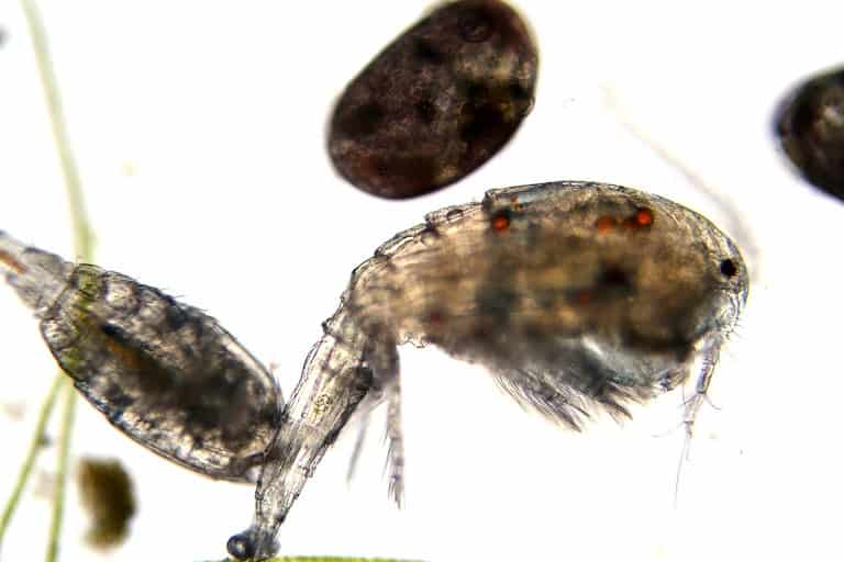 Fresh Water Copeopods alongside an ostracod