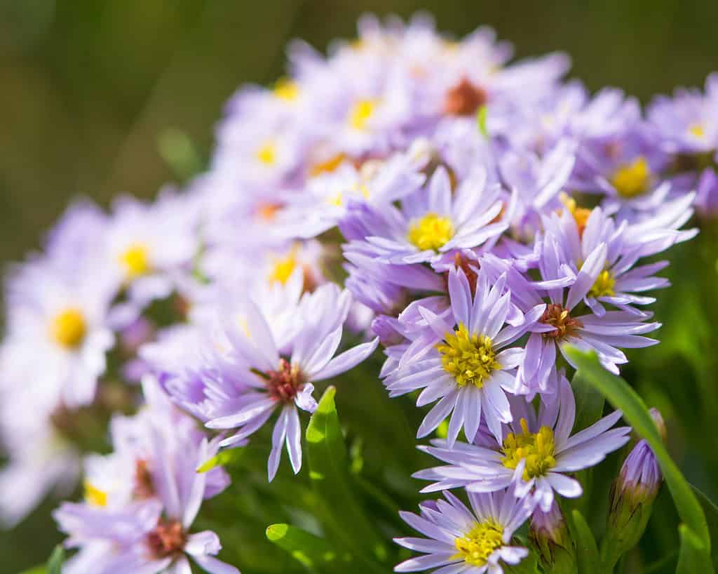 Lilac and yellow blooms of the sea aster