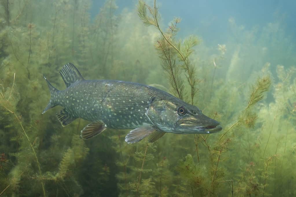 Northern pike underwater, swimming amoung the long reed grass. Awaiting its prey to swim along. 